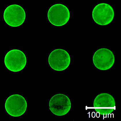 Mikrostrukturen von thioliertem Chondroitinsulfat auf vinylterminierter SAM